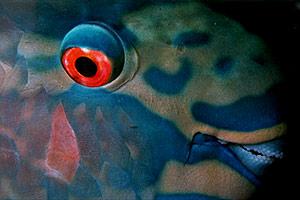 Pesce pappagallo (Scarus rubroviolaceus)