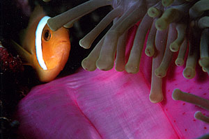 Pesce pagliaccio (Amphiprion nigripes)