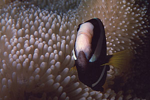 Pesce pagliaccio di Clark (Amphiprion clarkii)