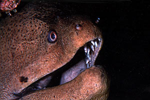 Murena gigante (Gymnothorax javanicus)