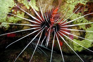 Pesce cobra (Pterois radiata)