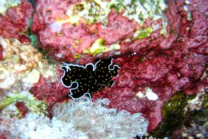 Nudibranco (N.d. n.d.)