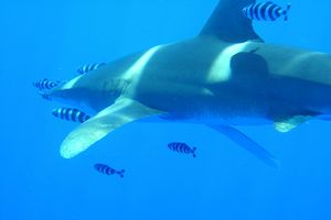 Squalo longimanus (Carcharhinus longimanus)