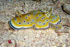 Chromodoris gemella (Chromodoris geminus)