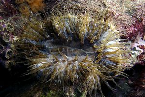 Attinia calice (Cereus pedunculatus)