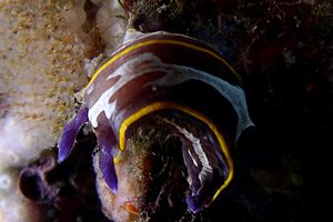 Doride di Fontandrau (Hypselodoris fontandraui)