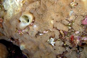 Spugna perforante verde (Cliona viridis)