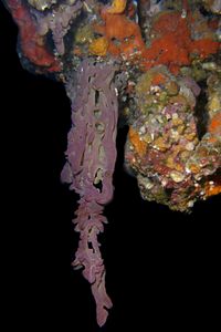 Spugna (Oscarella lobularis)