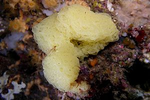 Spugna gialla (Clathrina clathrus)