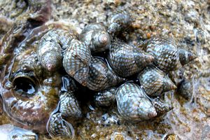 Littorina puntata (Nodilittorina punctata)