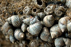 Littorina puntata (Nodilittorina punctata)