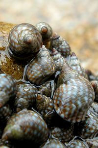 Littorina puntata (Nodilittorina punctata)