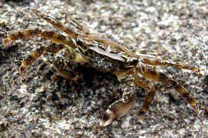 Granchio corridore (Pachygrapsus marmoratus)