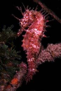 Cavalluccio marino (Hippocampus guttulatus)