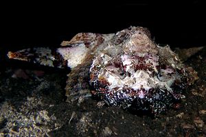 Scorfano rosso (Scorpaena scrofa)