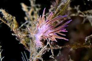 Flabellina rosa (Flabellina affinis)