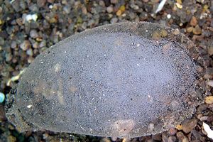 Arenicola (N.d. n.d.)