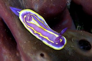 Cromodoride di Brito (Chromodoris britoi)