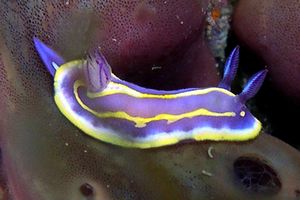 Cromodoride di Brito (Chromodoris britoi)