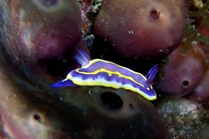 Cromodoride di Brito (Chromodoris britoi)