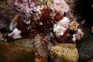 Scorfanotto (Scorpaena notata)