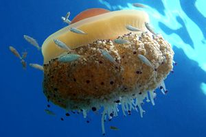 Medusa cassiopea (Cothyloriza tubercolata)