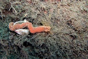 Verme tentacolato (Eupolymnia nebulosa)