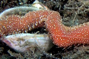 Verme tentacolato (Eupolymnia nebulosa)