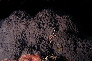 Spugna (Spongia officinalis)