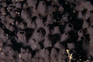 Spugna (Spongia officinalis)