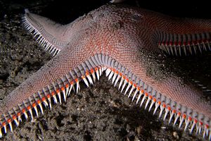 Stella pettine maggiore (Astropecten aranciacus)