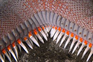 Stella pettine maggiore (Astropecten aranciacus)