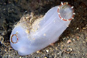 Ascidia lunga (Ciona intestinalis)