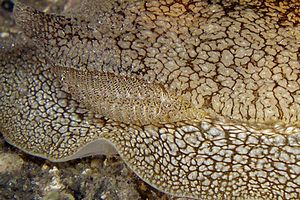 Pleurobranchea (Pleurobranchaea meckelii)