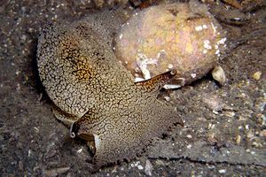 Pleurobranchea (Pleurobranchaea meckelii)