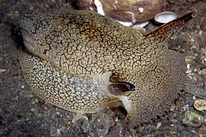 Pleurobranchea (Pleurobranchaea meckelii)