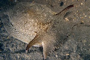 Pleurobranchea (Pleurobranchaea meckelii)