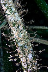 Posidonia (Posidonia oceanica)