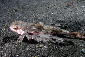 Pesce civetta (Dactylopterus volitans)