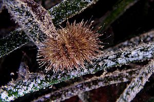 Riccio verde di prateria (Psammechinus microtuberculatus)