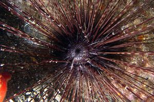 Riccio diadema (Centrostephanus longispinus)