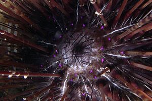 Riccio diadema (Centrostephanus longispinus)