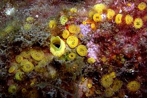 Spugna perforante (Cliona celata)