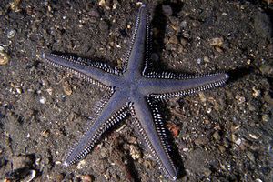 Stella pettine (Astropecten sp.)