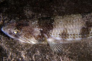 Pesce lucertola (Synodus saurus)