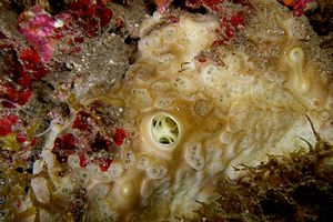 Spugna perforante verde (Cliona viridis)