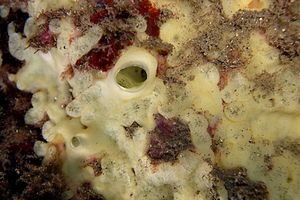 Spugna perforante verde (Cliona viridis)