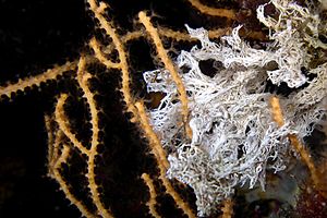 Filograna di mare (Filograna implexa)