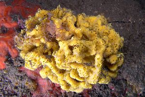 Spugna corna di daino (Axinella damicornis)