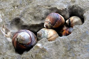 Littorina nera (Melaraphe neritoides)